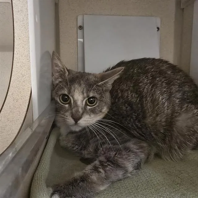 A young small-sized female Domestic Short Hair cat named Chloe for adoption in Denver, CO