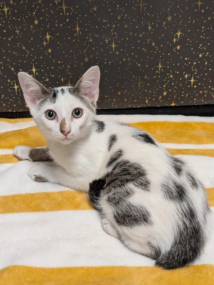 Sand Piper thumbnail 2