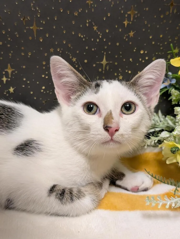 Sand Piper thumbnail 3