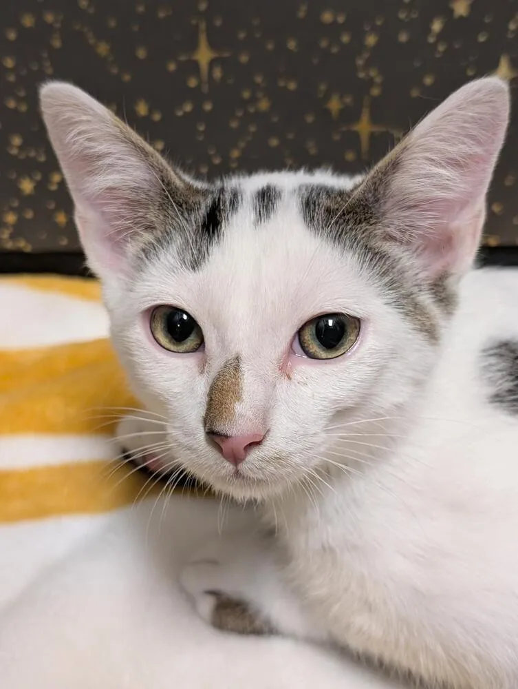 Sand Piper thumbnail 5