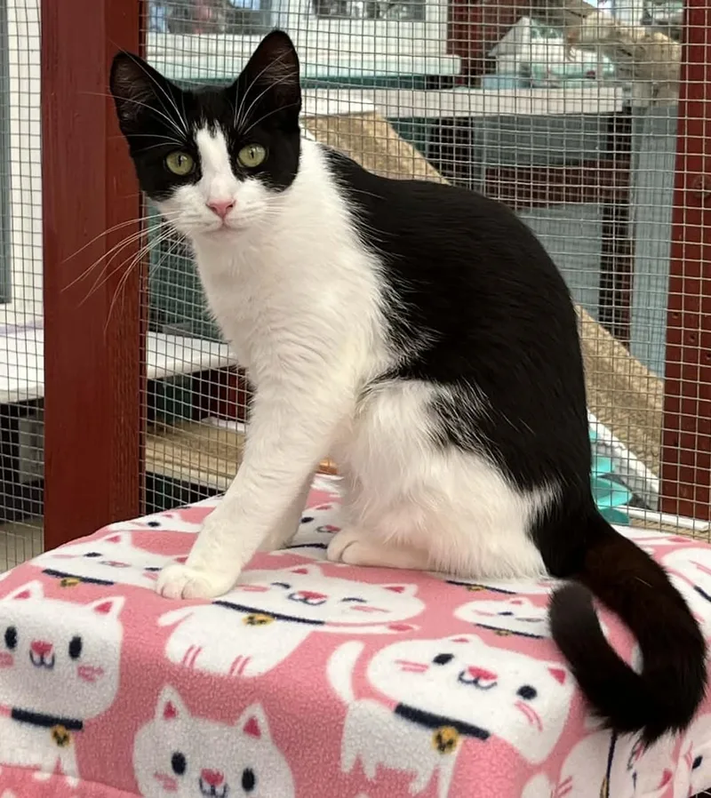 Savannah thumbnail 2