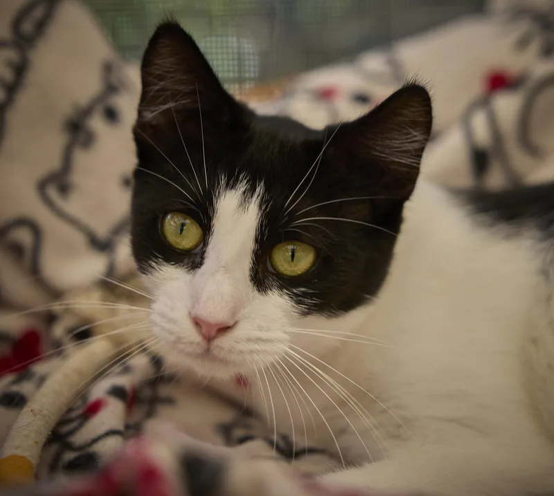 Savannah thumbnail 4