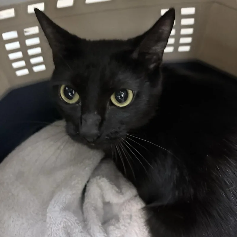 An adult medium-sized male Black Domestic Short Hair cat named Salem for adoption in Tacoma, WA