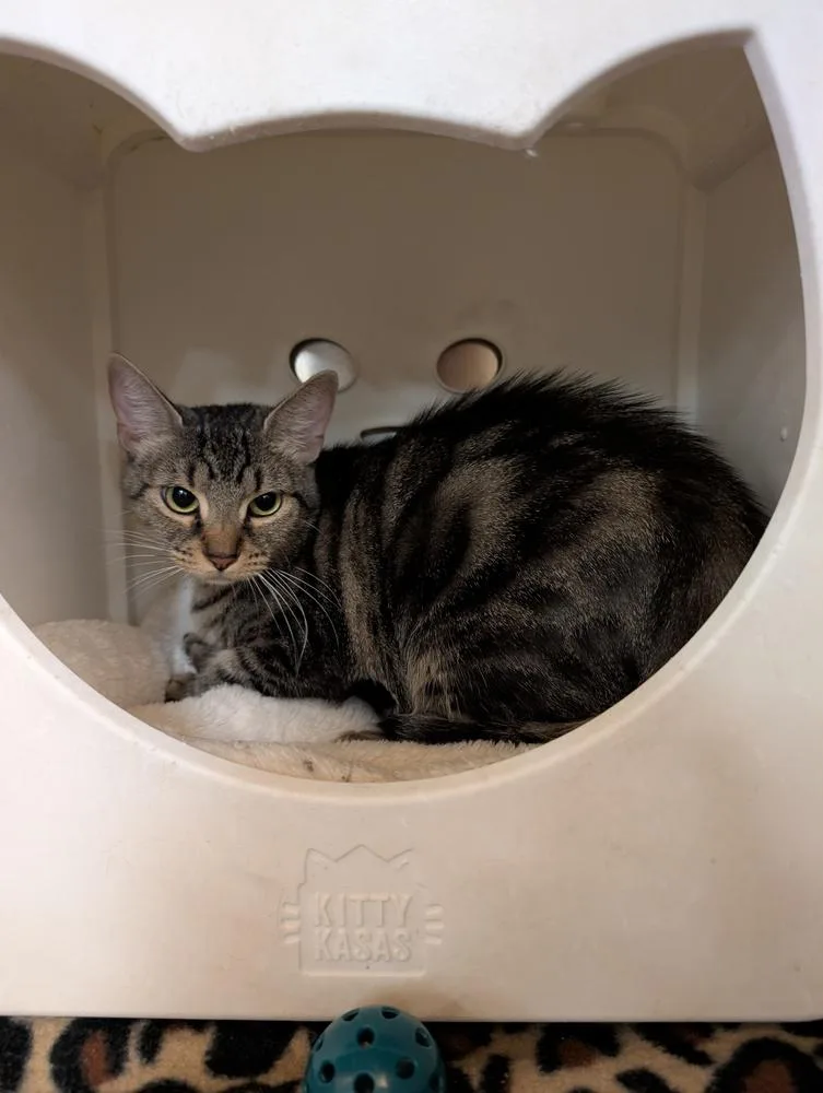 An adult large-sized female Domestic Medium Hair cat named Opal for adoption in Tucson, AZ