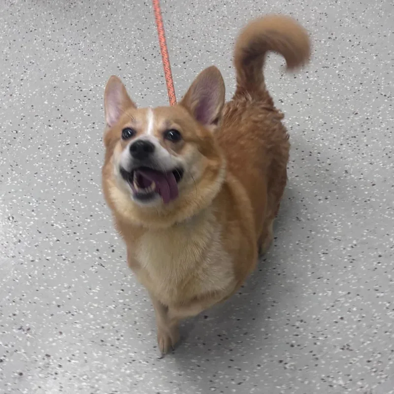 An adult small-sized female White / Cream Corgi dog named Flan for adoption in Indianapolis, IN