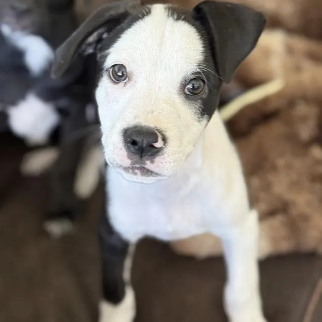 A baby medium-sized male Spaniel dog named Emmy Pup  Wyle for adoption in San Diego, CA