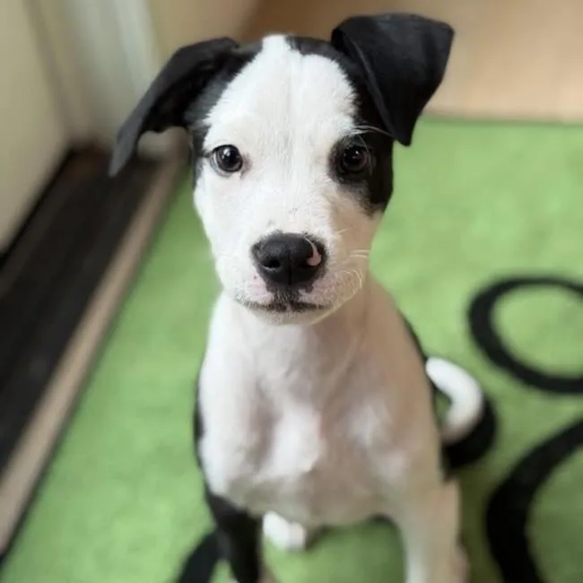 Emmy Pup  Wyle thumbnail 2