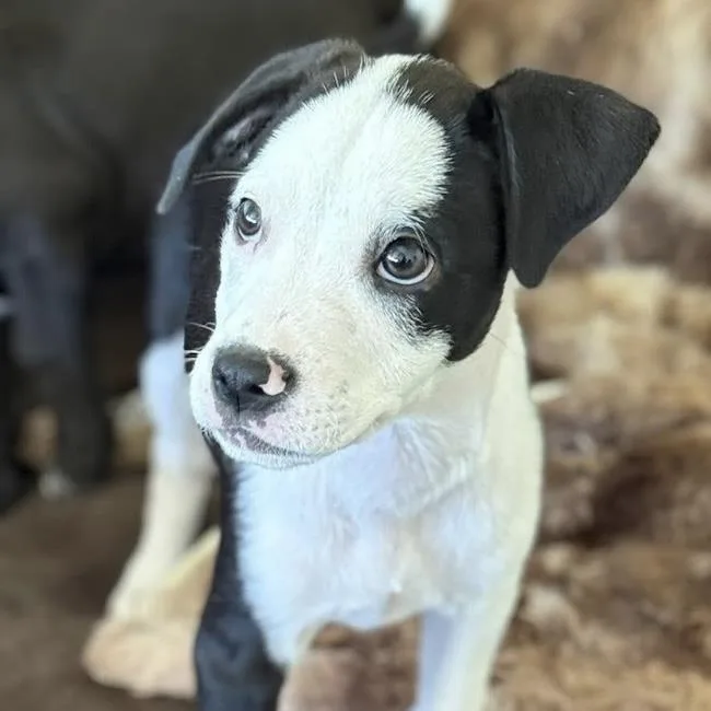 Emmy Pup  Wyle thumbnail 3