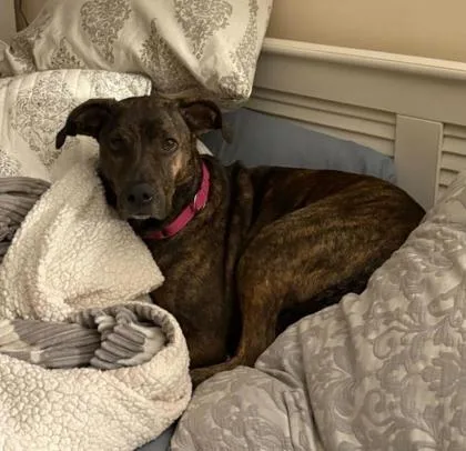 An adult medium-sized female Mixed Breed dog named Apple for adoption in Atlanta, GA
