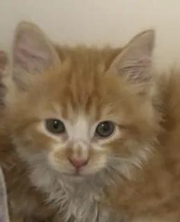 A baby large-sized male Domestic Long Hair cat named Peter for adoption in Greenfield, IN