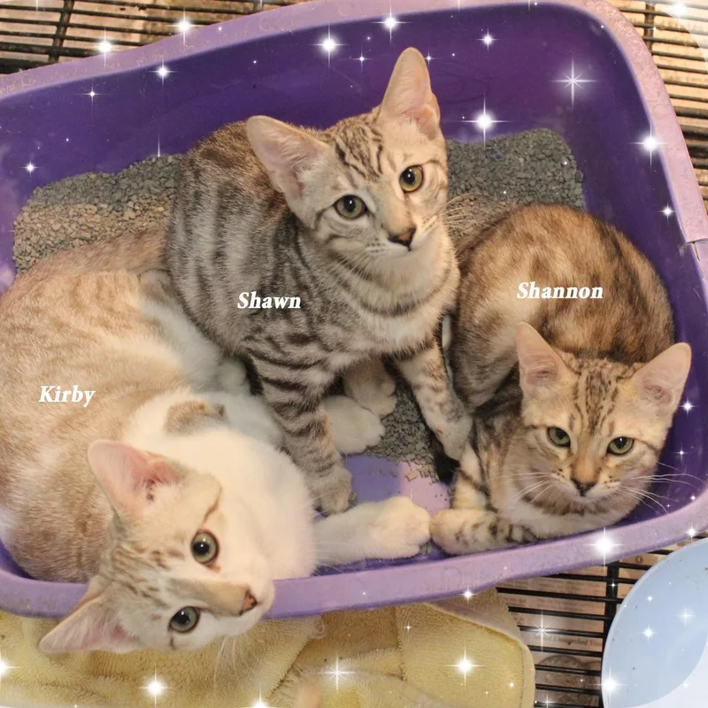 A baby medium-sized male Buff & White Tabby cat named Kirby Shawn  & for adoption in Amelia, OH