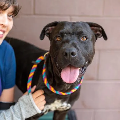 An adult large-sized male Mixed Breed dog named Luca for adoption in Chamblee, GA