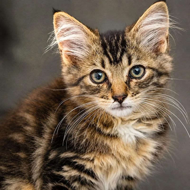 A baby medium-sized female Tabby (Tiger Striped) Domestic Medium Hair cat named Tink for adoption in Monroe, GA
