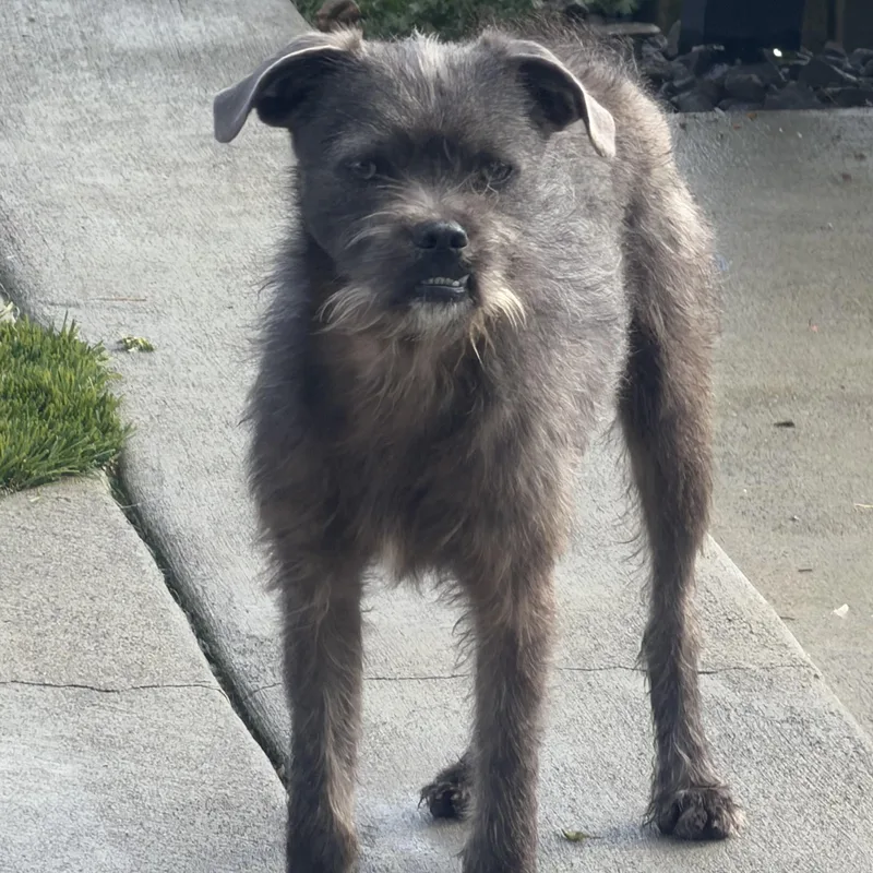 Mr. Jubilee Ash thumbnail 2