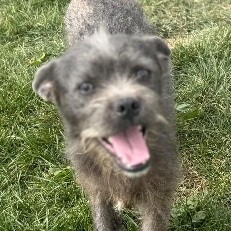 Mr. Jubilee Ash thumbnail 3