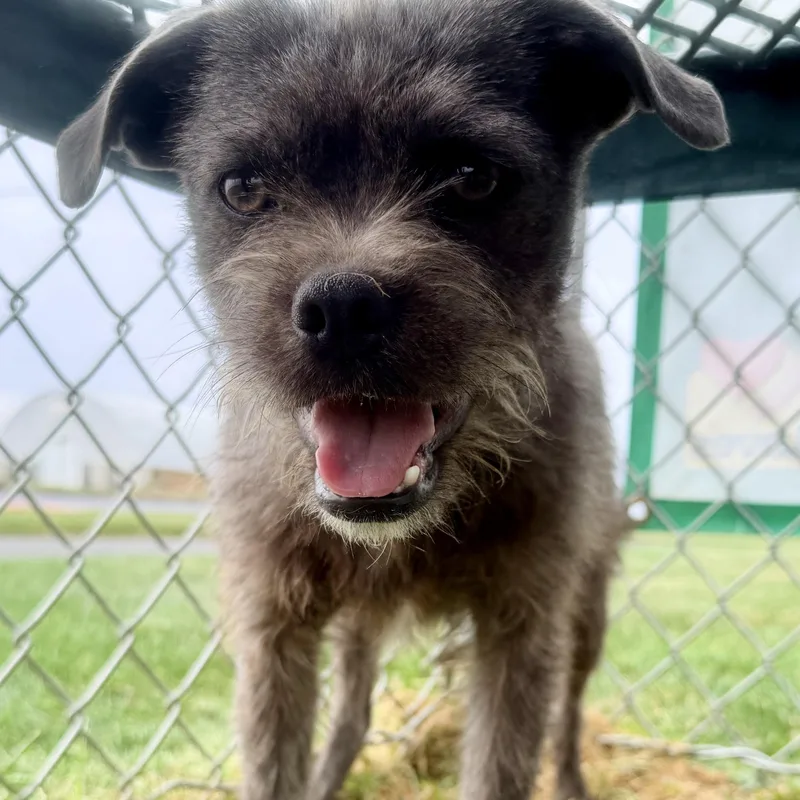 Mr. Jubilee Ash thumbnail 4