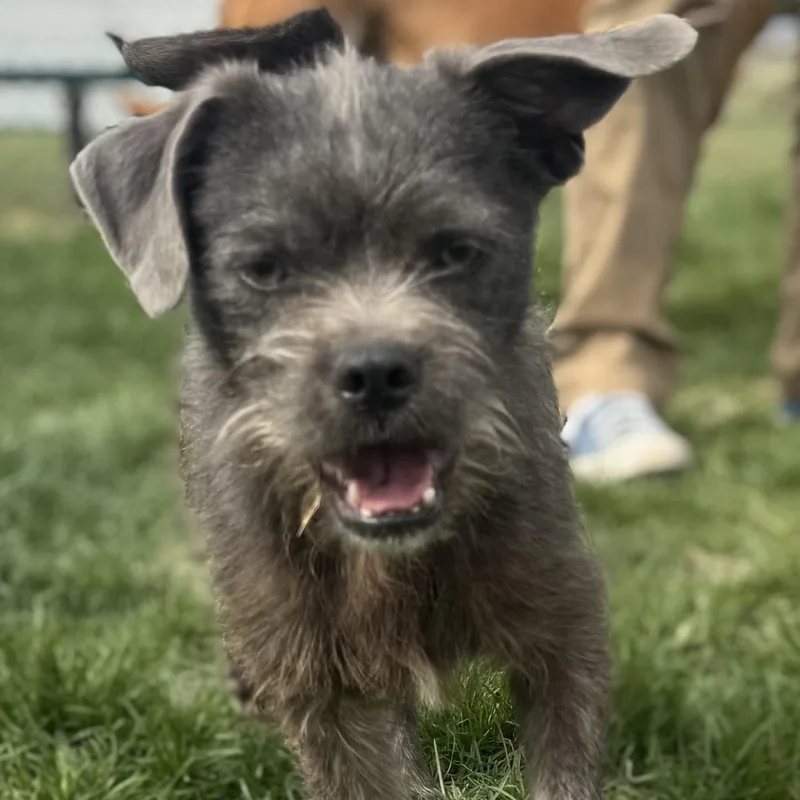 Mr. Jubilee Ash thumbnail 5