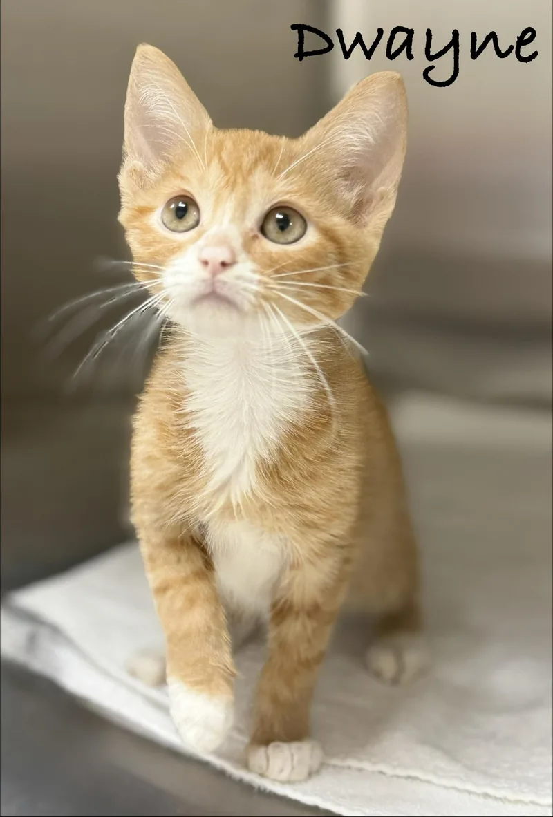 A baby medium-sized male Orange & White Domestic Short Hair cat named Dwayne for adoption in Pawleys Island, SC
