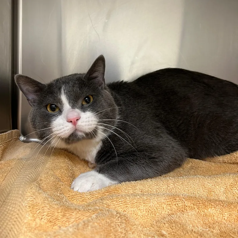 A young medium-sized male Gray & White Domestic Short Hair cat named Niko for adoption in Lindon, UT