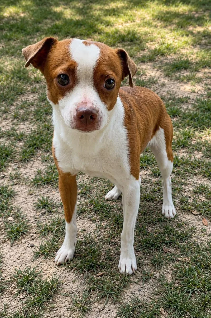 An adult medium-sized male Terrier dog named Kip for adoption in Thomasville, NC