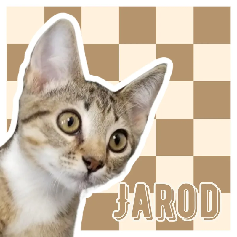 A young medium-sized male Tabby (Gray / Blue / Silver) Domestic Short Hair cat named Jarod for adoption in Aransas Pass, TX