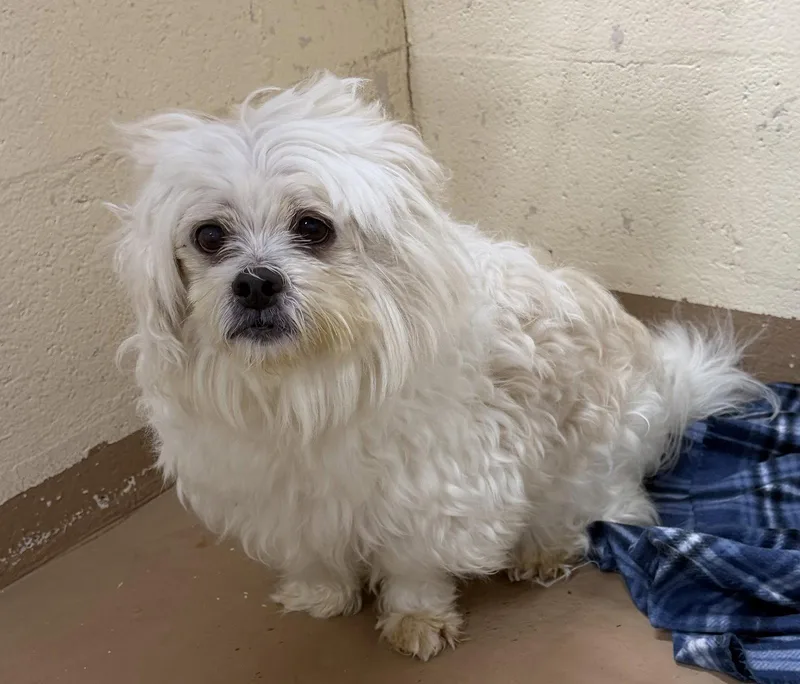 A senior small-sized male Shih Tzu dog named Dumplin for adoption in Elkins, WV