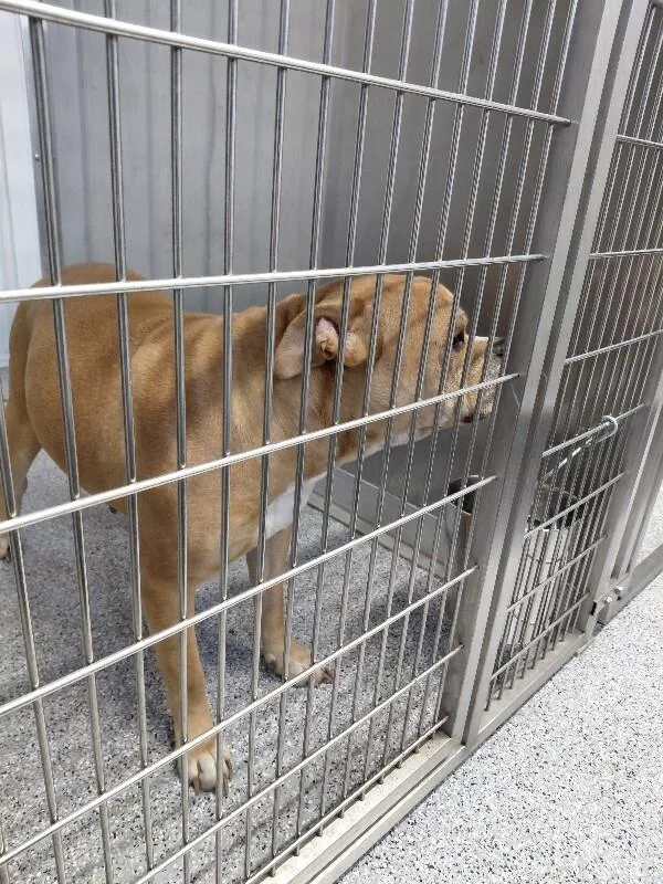 An adult medium-sized female Yellow / Tan / Blond / Fawn Staffordshire Bull Terrier dog named Fanny for adoption in bellefontaine, OH