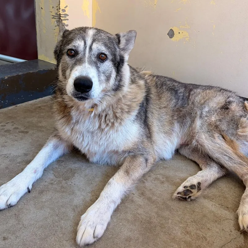 An adult large-sized female White / Cream Husky dog named IVHSStray for adoption in San Gabriel, CA