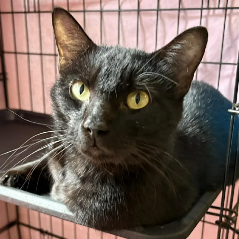 A young small-sized female Black Domestic Short Hair cat named Rita for adoption in Washington, DC