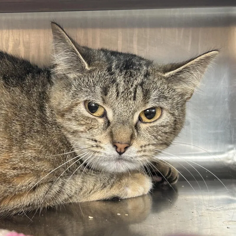 A young medium-sized female Brown / Chocolate Domestic Short Hair cat named Anita for adoption in Bristol, IN