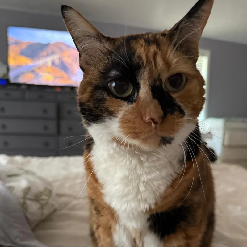 A senior large-sized female Domestic Short Hair cat named Annie for adoption in Kennebunk, ME