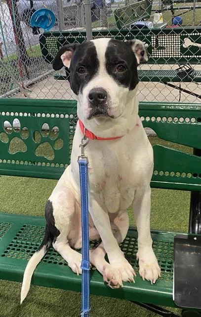 An adult large-sized male American Bulldog dog named Alejandro for adoption in Miami, FL