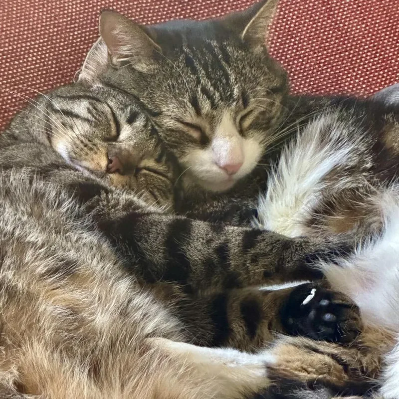 An adult small-sized female Brown / Chocolate Domestic Short Hair cat named Jaime for adoption in Los Angeles, CA