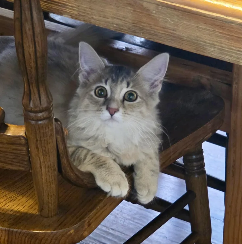 A baby medium-sized female Buff / Tan / Fawn Domestic Long Hair cat named Tyner for adoption in East Amherst, NY