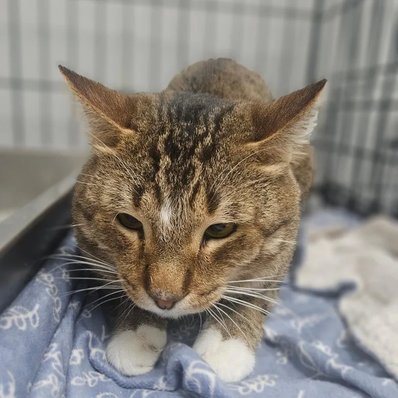 An adult medium-sized male Brown / Chocolate Domestic Short Hair cat named Comet for adoption in Monticello, IA