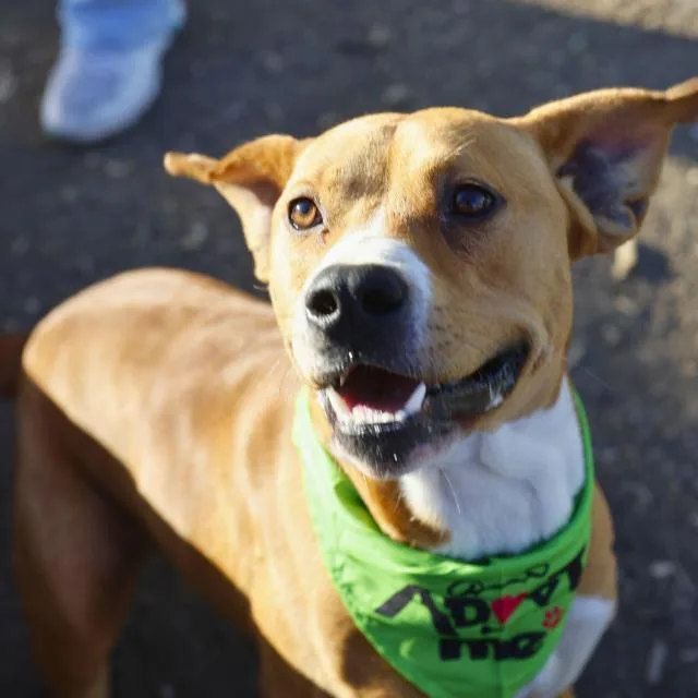 A young large-sized male American Bulldog dog named Michael for adoption in San Antonio, TX