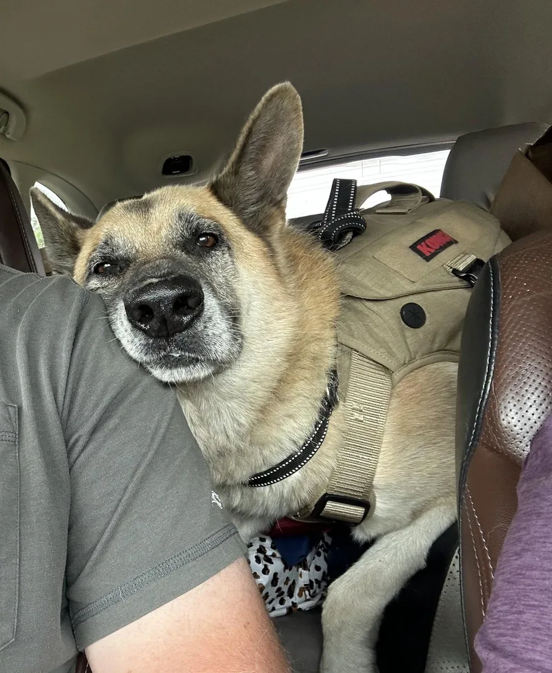 An adult extra large-sized male German Shepherd Dog dog named Oscar for adoption in Oxford, MS