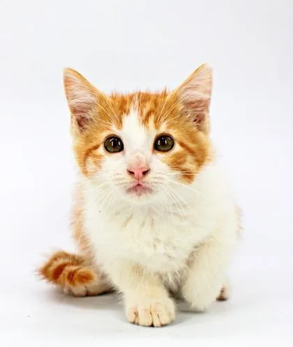 A baby small-sized male Domestic Short Hair cat named Bambam for adoption in Morton Grove, IL