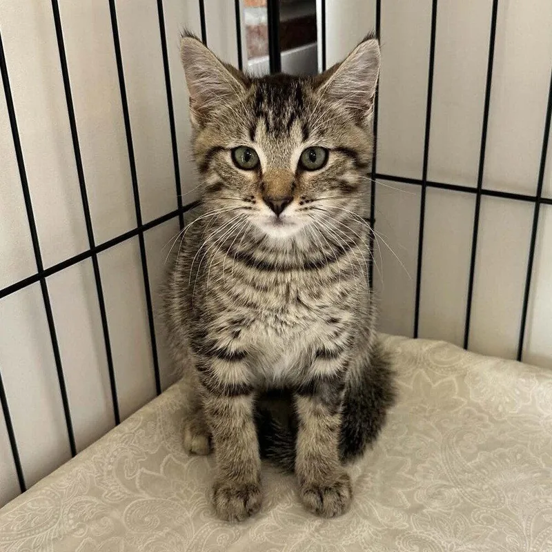 A baby medium-sized male Domestic Short Hair cat named Pixie for adoption in Candler, NC