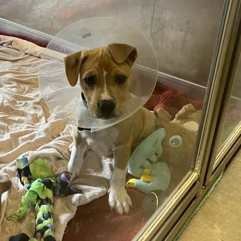 A baby small-sized male Brown / Chocolate Labrador Retriever dog named Schilling for adoption in Wilmington, DE