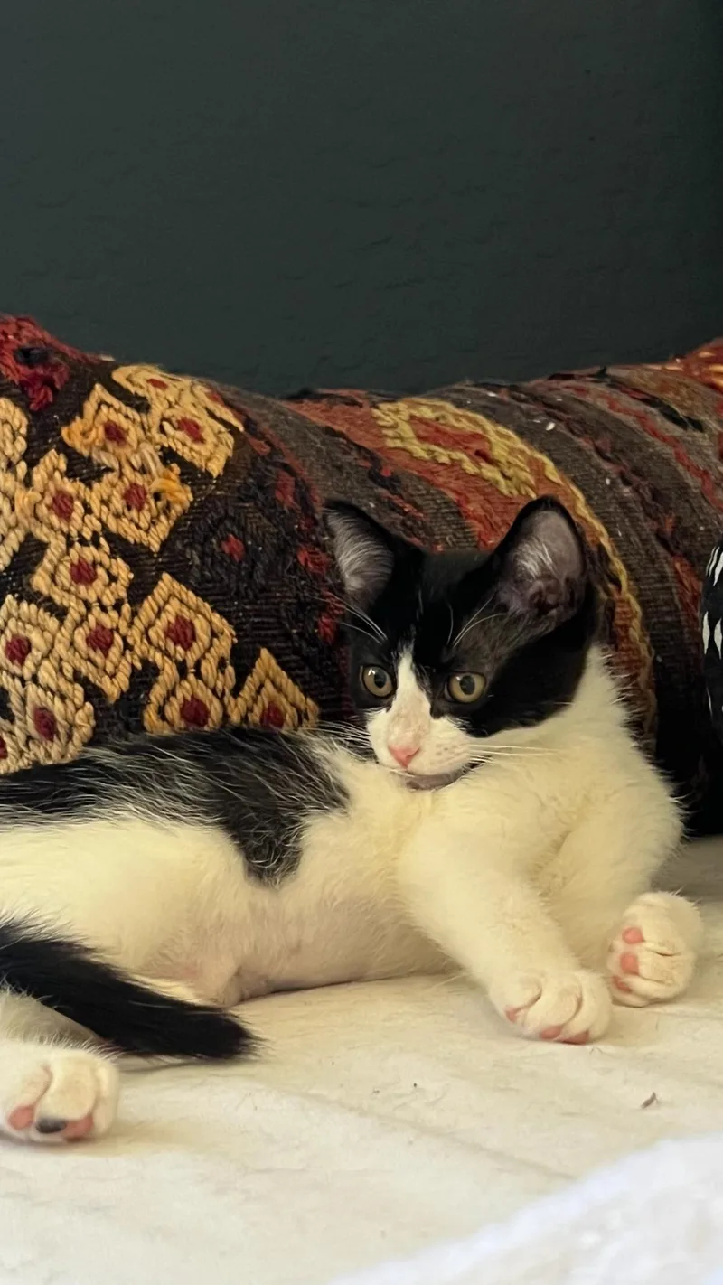 A baby small-sized female White Domestic Short Hair cat named Lulu Rae for adoption in Chandler, AZ