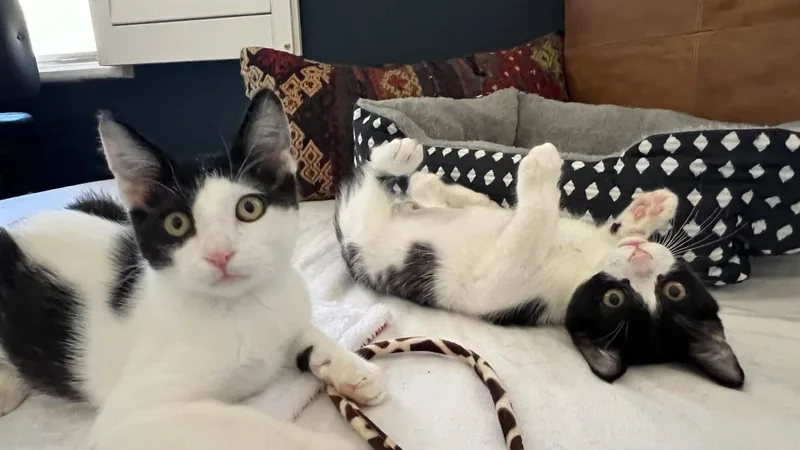 Lulu Rae thumbnail 2