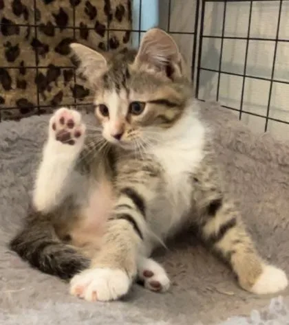 A young small-sized female Domestic Short Hair cat named Honey Suckle for adoption in Cecil, WI