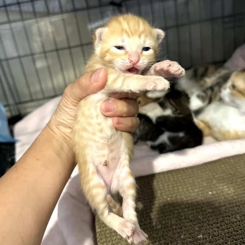 A baby small-sized female Orange / Red Domestic Short Hair cat named Crostata for adoption in Long Beach, CA