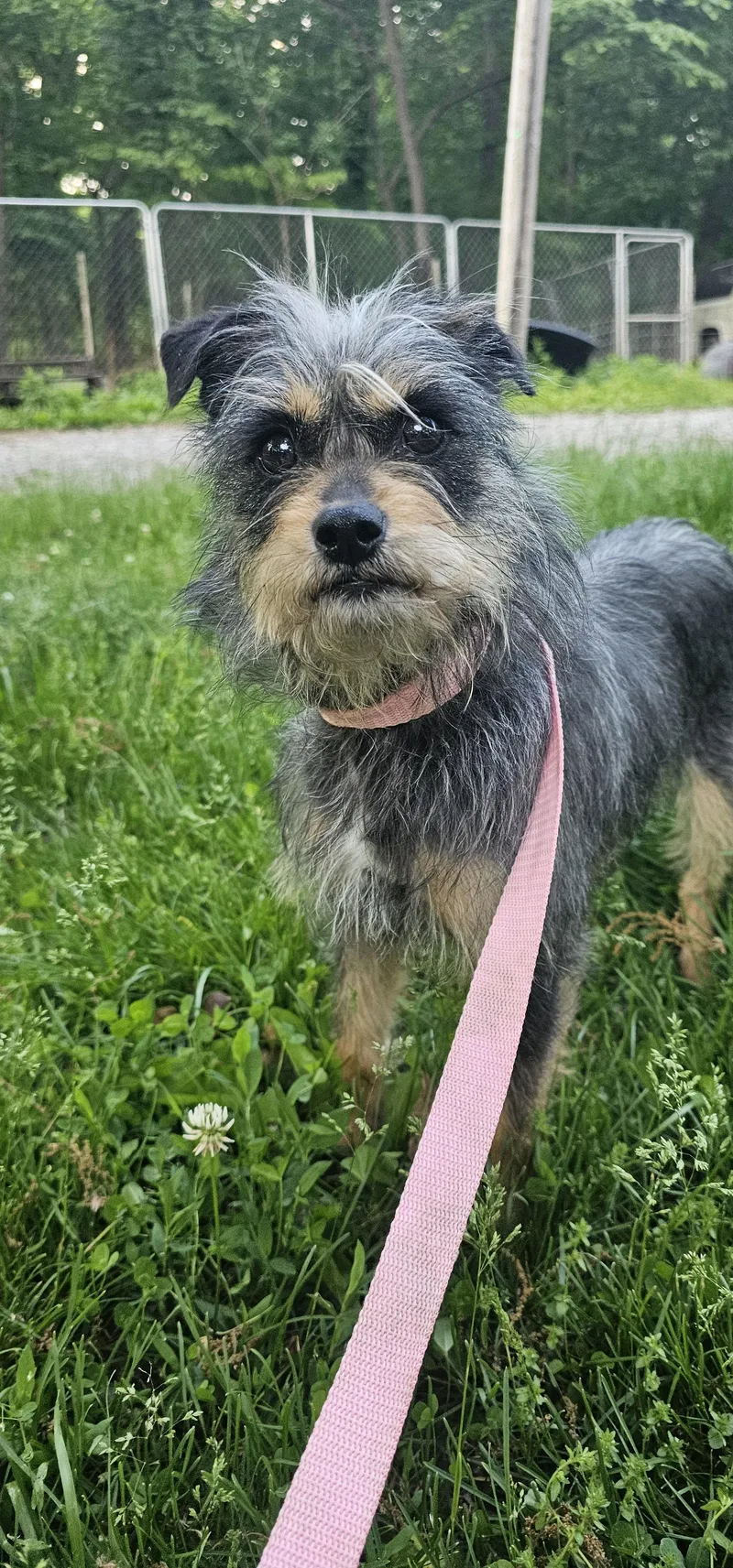 A young small-sized female Gray / Blue / Silver Patterdale Terrier / Fell Terrier dog named Gertrude for adoption in Columbia, MO