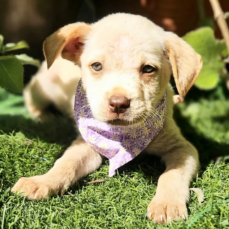 Popcorn "the Cutie Cutie