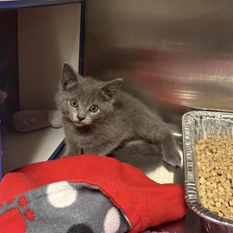 A baby small-sized male Gray / Blue / Silver Domestic Short Hair cat named Bulbasaur for adoption in Chicago, IL