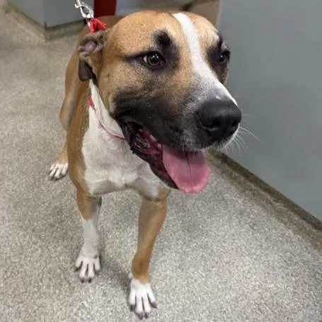 An adult large-sized male Yellow / Tan / Blond / Fawn Mixed Breed dog named Trucker for adoption in Jacksonville, FL