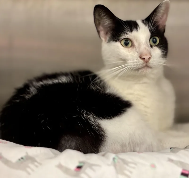 An adult medium-sized female Black & White / Tuxedo Tuxedo cat named Marissa for adoption in Sandusky, MI