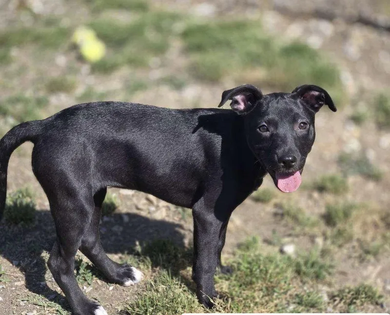 A young medium-sized female Mixed Breed dog named Belle for adoption in Chatsworth, GA